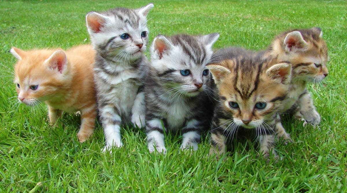 Pisici disponibile pentru adopție