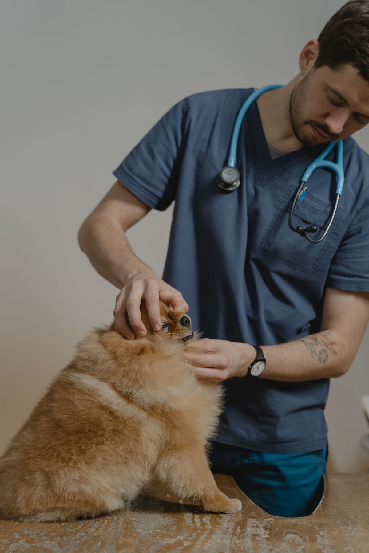 Consultație veterinară